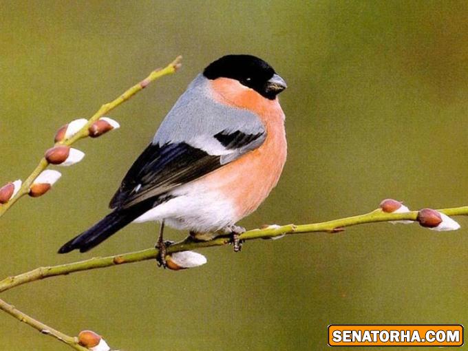 عكس زیباترین پرنده های دنیا