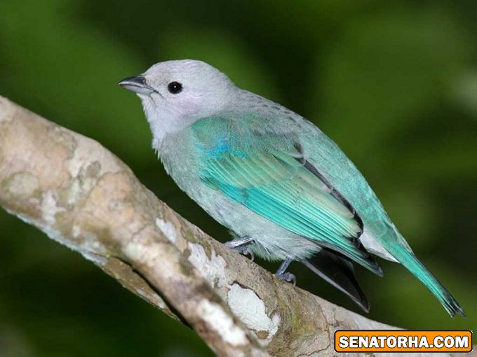 عكس زیباترین پرنده های دنیا