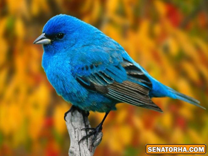 عكس زیباترین پرنده های دنیا