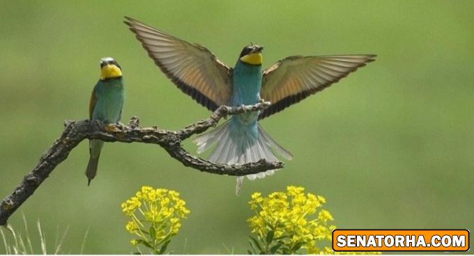 عكس زیباترین پرنده های دنیا