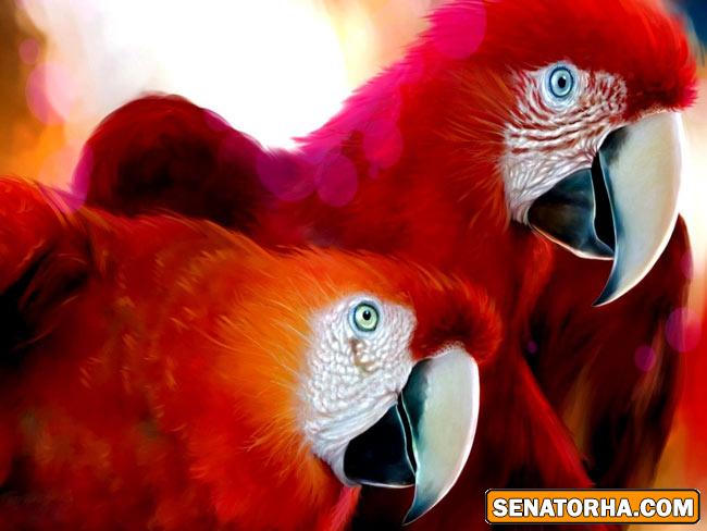 عكس زیباترین پرنده های دنیا