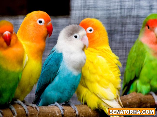 عكس زیباترین پرنده های دنیا