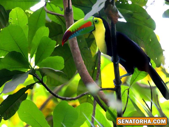 عكس زیباترین پرنده های دنیا