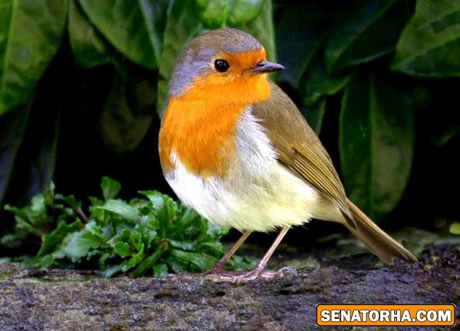 عكس زیباترین پرنده های دنیا