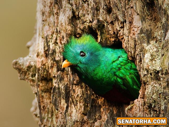 عكس زیباترین پرنده های دنیا