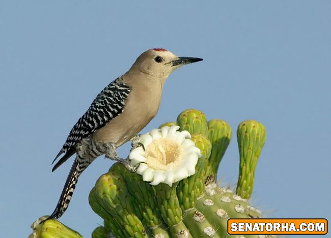 عكس زیباترین پرنده های دنیا