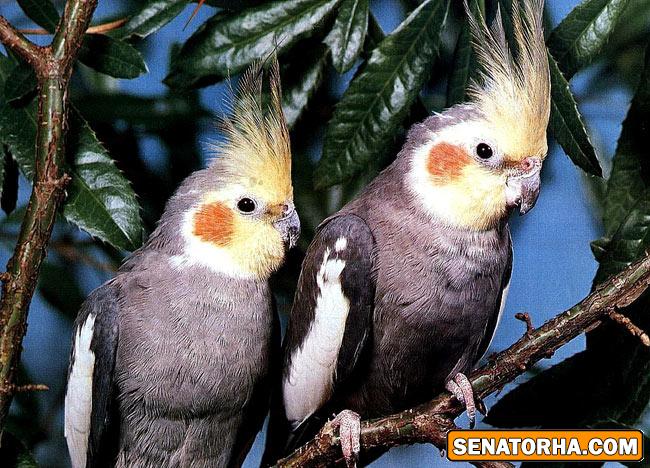 عكس زیباترین پرنده های دنیا