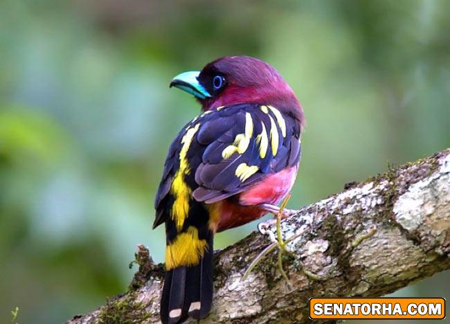 عكس زیباترین پرنده های دنیا