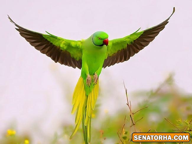 عكس زیباترین پرنده های دنیا