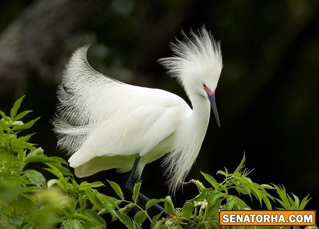 عكس زیباترین پرنده های دنیا