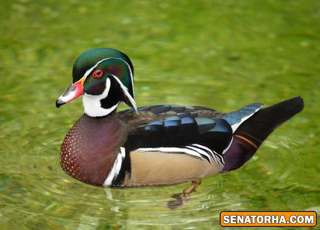 عكس زیباترین پرنده های دنیا