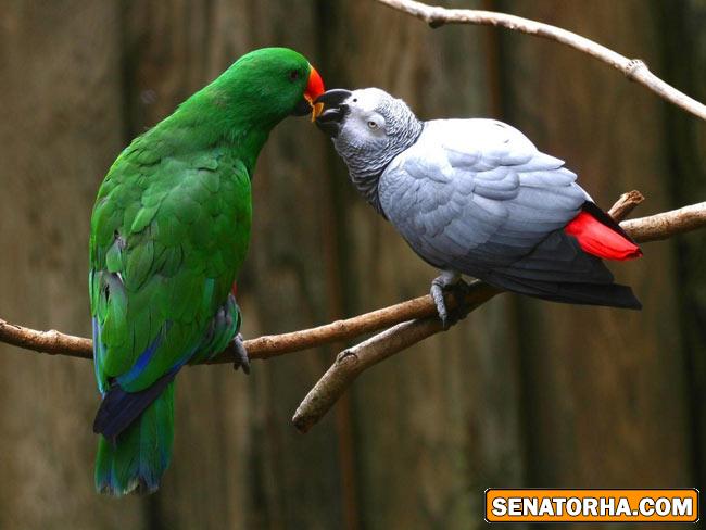 عكس زیباترین پرنده های دنیا