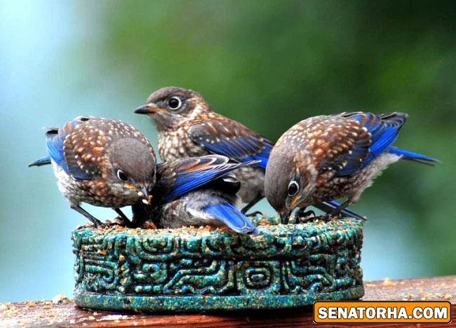 عكس زیباترین پرنده های دنیا