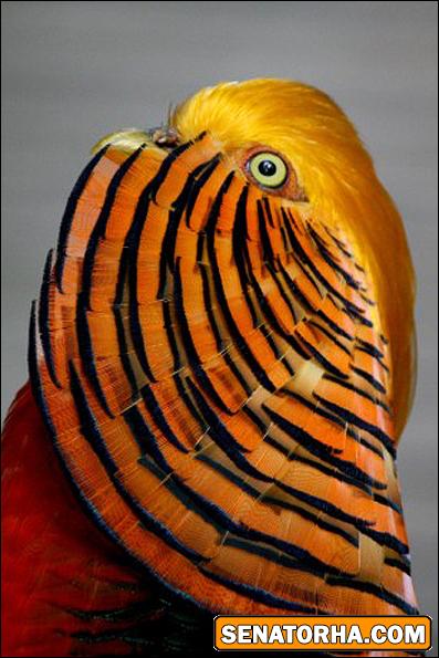 عكس زیباترین پرنده های دنیا