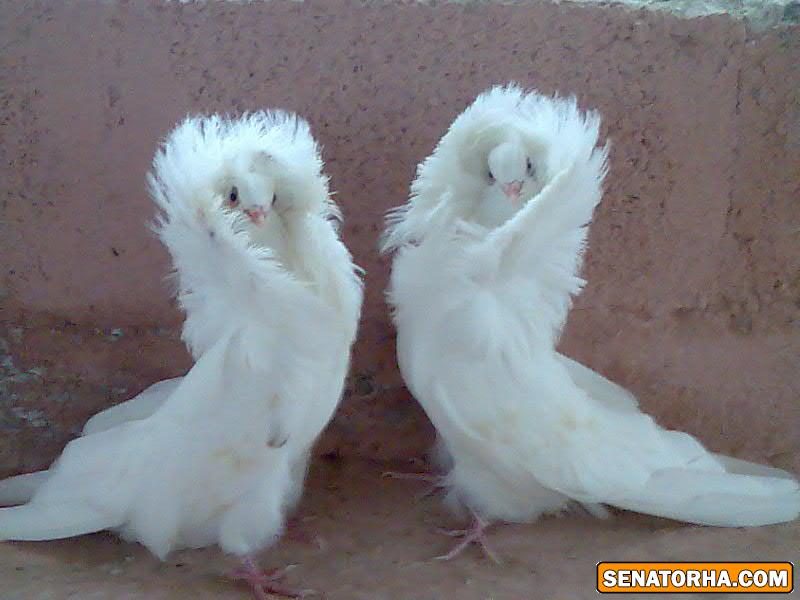 عكس زيباترين كبوتر دنيا