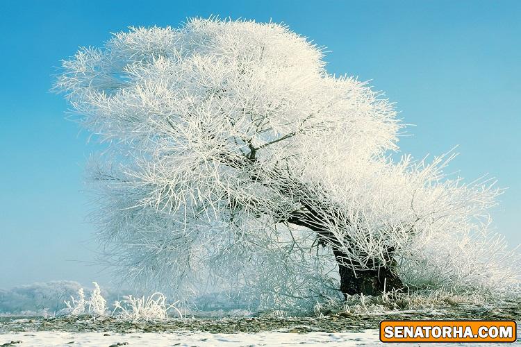 عكس زيباترين درخت دنيا در زمستان