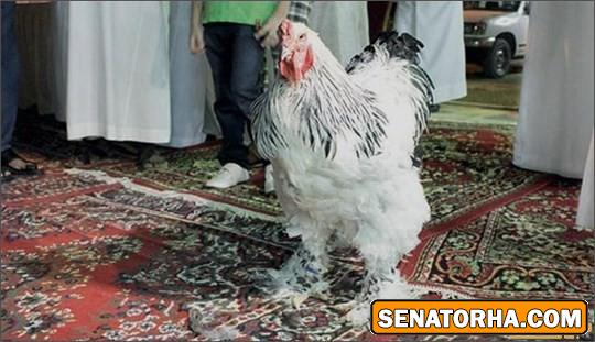 این مرغ به قیمت ۱۴ میلیون تومان فروخته شد! / عکس
