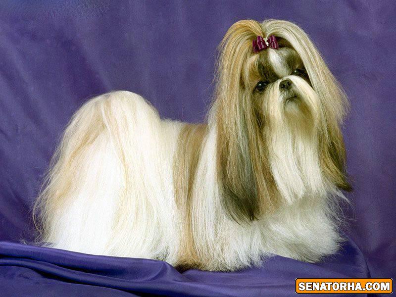 عكس سگ شيتزو