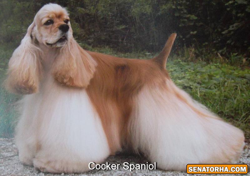 عكس سگ شيتزو