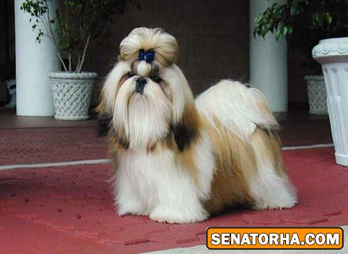 عكس سگ شيتزو