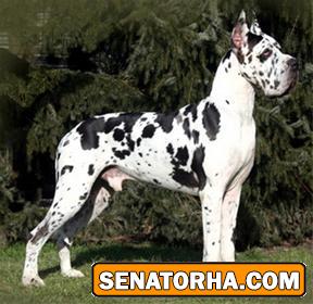 عكس سگ گریت دین