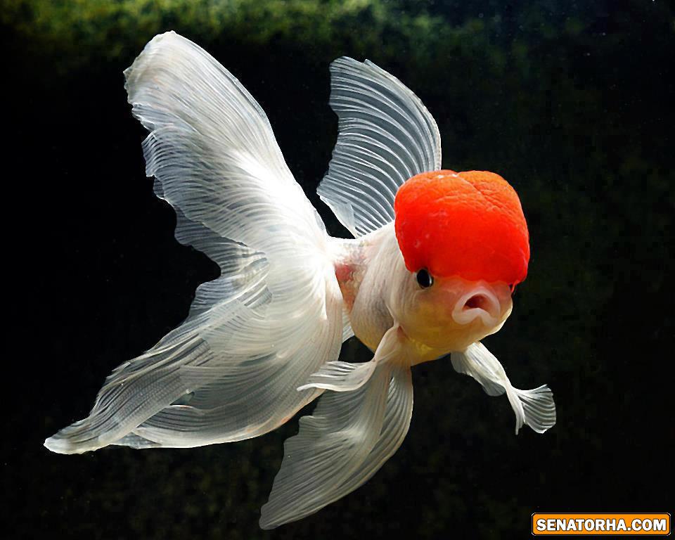 عكس زيباترين ماهي دنيا