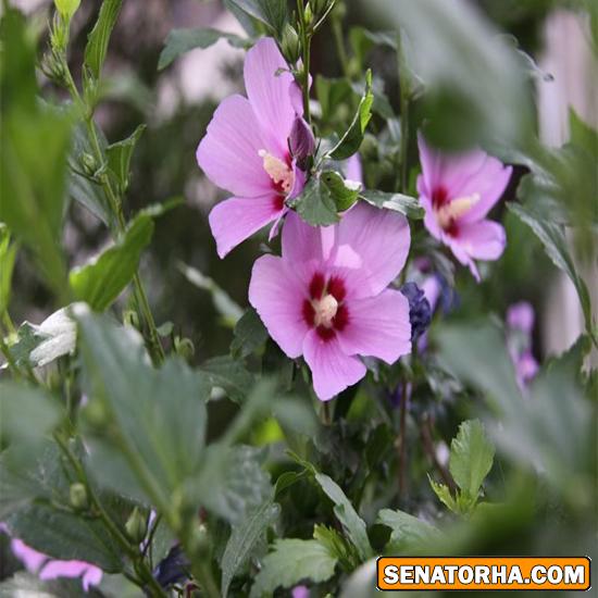 خواص گل ختمي