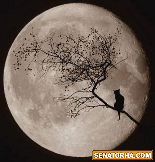 عكسهاي فانتزي از شب