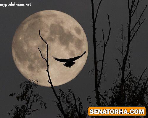 عكسهاي فانتزي از شب