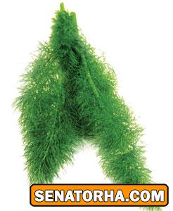 رازيانه معجزه گر رازيانه معجزه گر