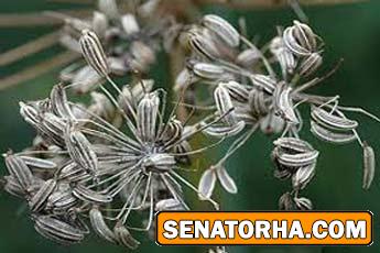 رازيانه معجزه گر رازيانه معجزه گر