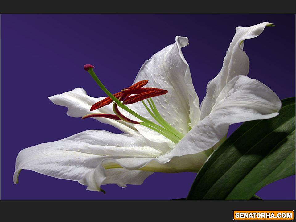 عکس های گل زیبای لیلیوم (گل سوسن)