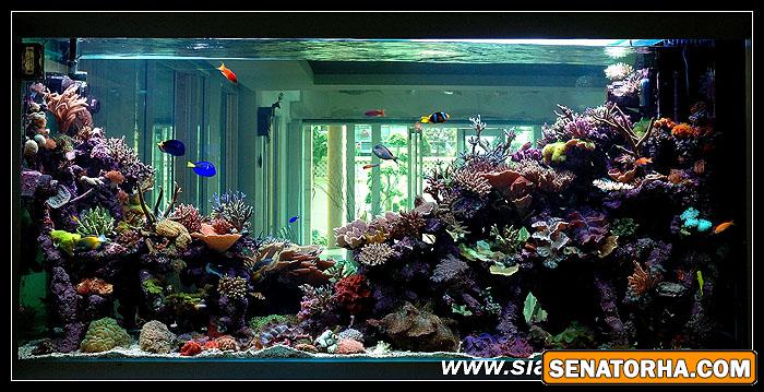 عکس تانک های آب شور