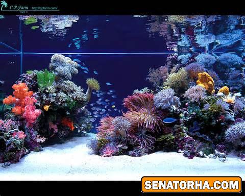 عکس تانک های آب شور