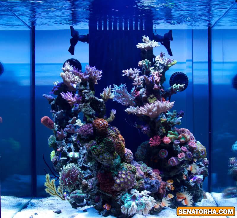 عکس تانک های آب شور