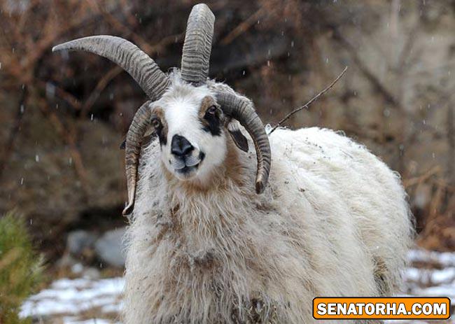 عکس دیدنی از بز 4 شاخ