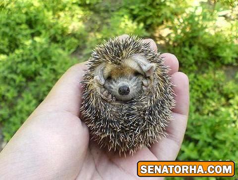 --- جوجه تیغی های ناز ( عکس ) ---