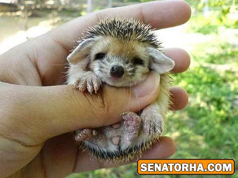 --- جوجه تیغی های ناز ( عکس ) ---