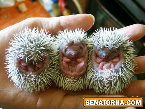 --- جوجه تیغی های ناز ( عکس ) ---