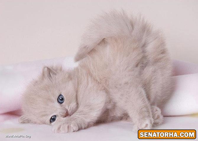 پیشی های خواب آلو و ناز