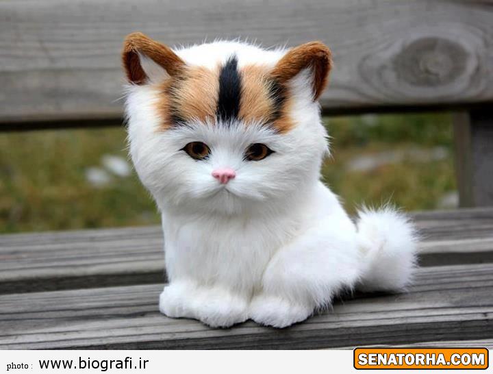 پیشی های خواب آلو و ناز