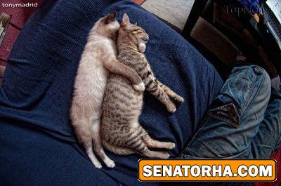 پیشی های خواب آلو و ناز