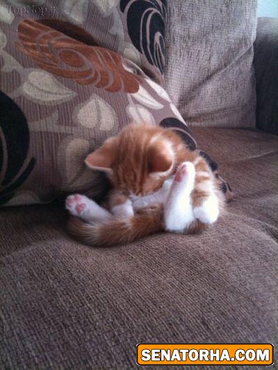 پیشی های خواب آلو و ناز