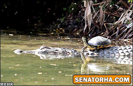 تصاویر دوستی شگفت انگیز کروکودیل و لاک پشت! تصاویر دوستی شگفت انگیز کروکودیل و لاک پشت!