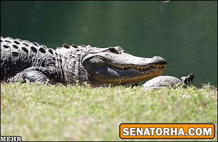 تصاویر دوستی شگفت انگیز کروکودیل و لاک پشت! تصاویر دوستی شگفت انگیز کروکودیل و لاک پشت!