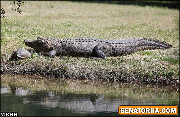 تصاویر دوستی شگفت انگیز کروکودیل و لاک پشت! تصاویر دوستی شگفت انگیز کروکودیل و لاک پشت!