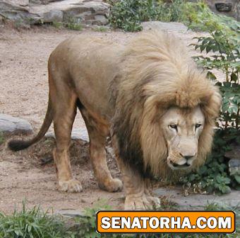 عکس/ بزرگترین شیر دنیا