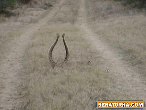 جدال عاشقانه دو مار در صحرای تگزاس آمریکا +عکس جدال عاشقانه دو مار در صحرای تگزاس آمریکا +عکس