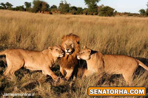 ده عكس دیدنی از حيات وحش آفريقا