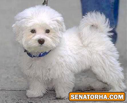 عكس سگ بولوگنس